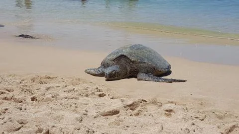Sand and Sea Turtle Stock Photos