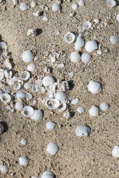 Sand and seashells background Stock Photos