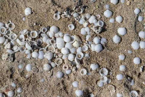 Sand and seashells background Stock Photos