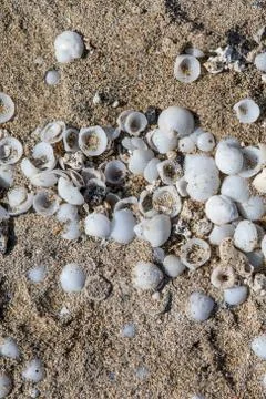 Sand and seashells background Stock Photos