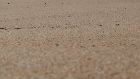 Sand and seashells on the beach, shallow depth of field. Slow motion pan up Stock Footage 127127659