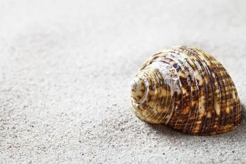 Sand and shell Stock Photos