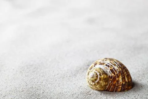 Sand and shell Stock Photos