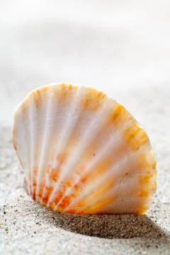 Sand and shell Stock Photos