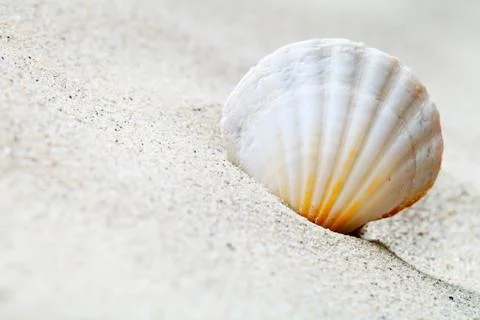 Sand and shell Stock Photos