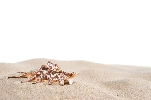 Sand and shell Foto stock