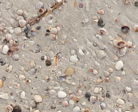 Sand and shells background Natural white sand and shells background Copyri... Foto stock