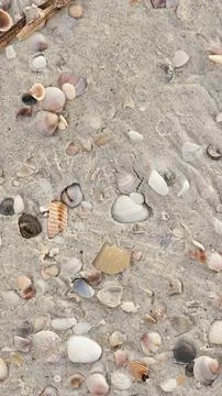 Sand and shells background 库存照片