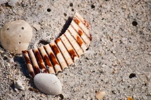 Sand and Shells Stock Photos