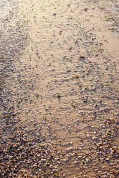 Sand and shells Stock Photos