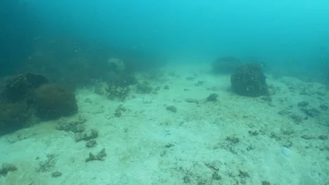 Sand and some corals Stock Footage 282524895