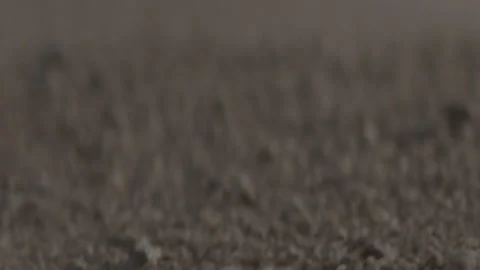 Sand and stone movement, slow motion Stock Footage 233353776