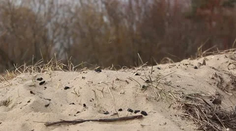 Sand and wind Stock Footage 10834193