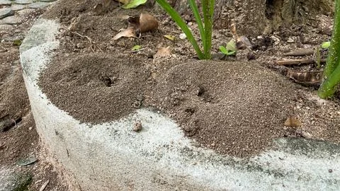 A sand anthill at the base of a tree in its natural environment 스톡 사진