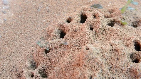 Sand anthill in the desert 動画素材 125120782