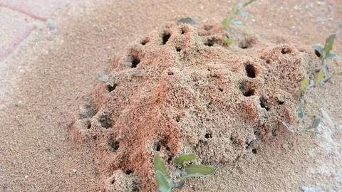 Sand anthill in the desert Stock Footage 125120784
