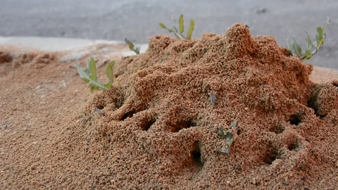 Sand anthill in the desert Видео 125120814