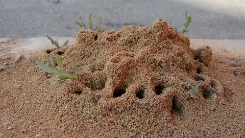 Sand anthill in the desert Видео 125120830