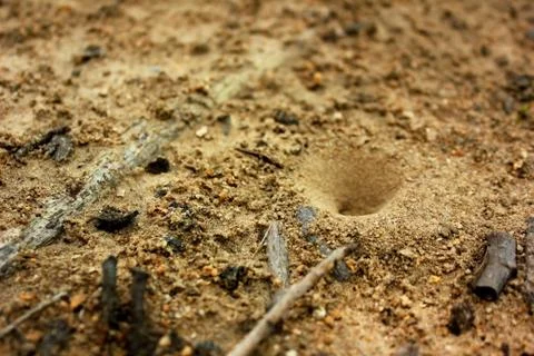 Sand anthill. Foto stock