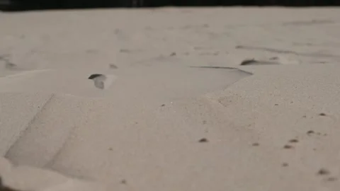 Sand avalanche on a coastal dune Stock Footage 170946944
