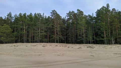 Sand on the background of the forest spring landscape in the daytime Stock Photos