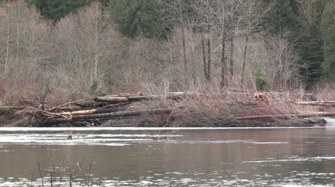 SAND BAR LOG JAM.m2ts Stock Footage 1057618