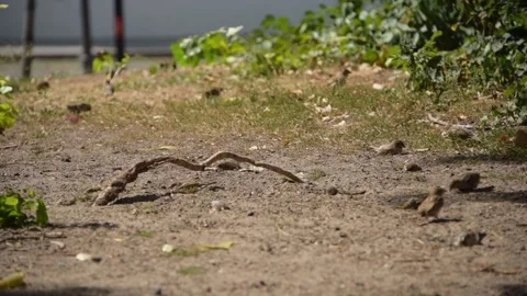 Sand bathing sparrows, in a sunny summer day in a park. Stock Footage 137606806