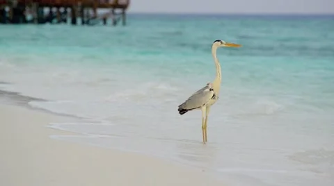 Sand beach and ocean wave, South Male Atoll. Maldives Stock Footage 47194470