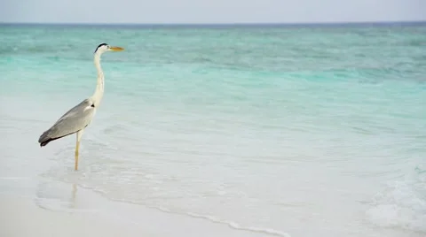 Sand beach and ocean wave, South Male Atoll. Maldives Stock Footage 47194593