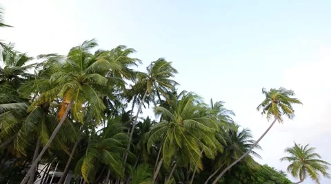 Sand beach and ocean wave, South Male Atoll. Maldives Stock Footage 48550204