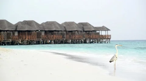 Sand beach and ocean wave, South Male Atoll. Maldives Stock Footage 49722663