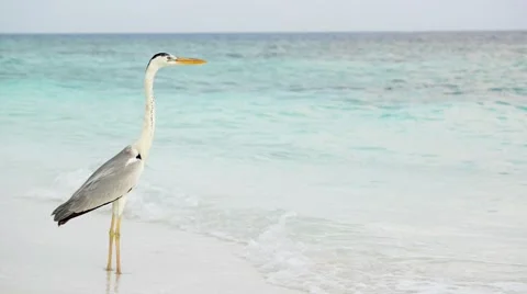 Sand beach and ocean wave, South Male Atoll. Maldives Stock Footage 49722731