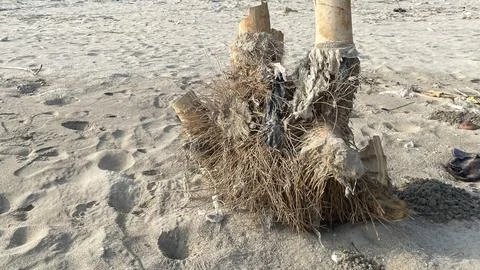 Sand on the beach with drifting chunks of dry bamboo roots  Stock Photos