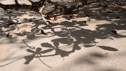 Sand Beach Shadow Play Stock Footage 327577737