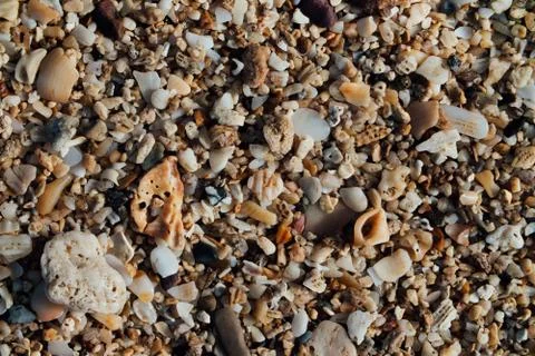 Sand on the beach with small seashells. Background texture, macro Stock Photos