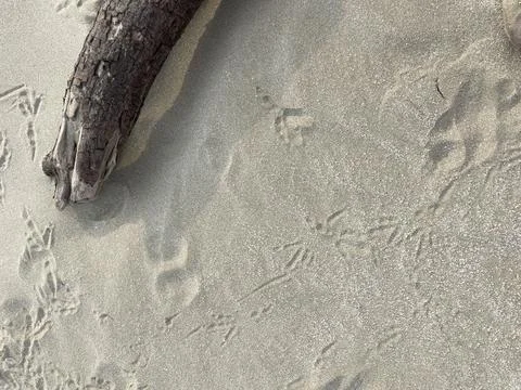 Sand, beach, tree, footprints, close-up Stock Photos