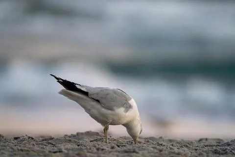 Sand Beak Stock Photos
