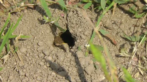 Sand Bee - Andrena Stock-Footage 10715252