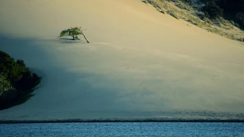 Sand blowing across dunes with single tree and water in the foreground Video stock 76890717