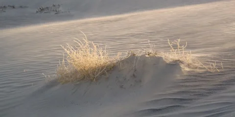 Sand blowing across small dune with clump of dried grass Vidéo 59106963