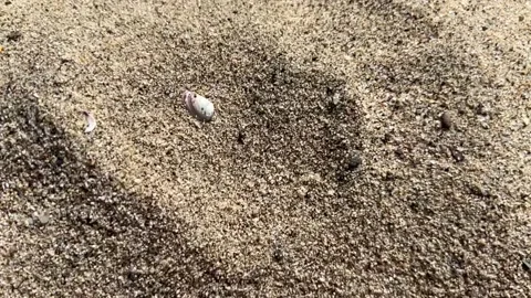 Sand blowing over a shell Stock Footage 200923119
