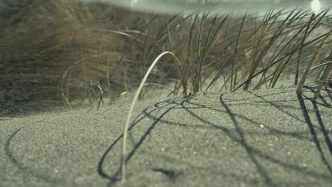 Sand blows in the wind on the Oregon coast creating sand dunes among grasses Stock-Footage 168652962