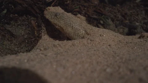 Sand boa coming up from under the ground slow motion Stock Footage 170942084