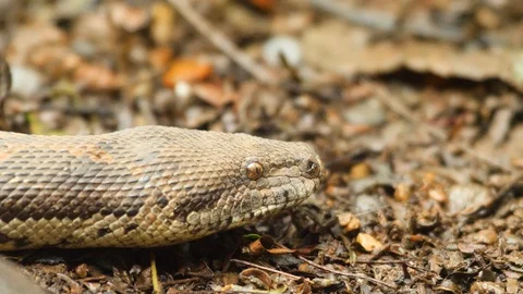 Sand Boa snake with its rough skin and small eyes  flicks out its forked Stock Footage 129679986