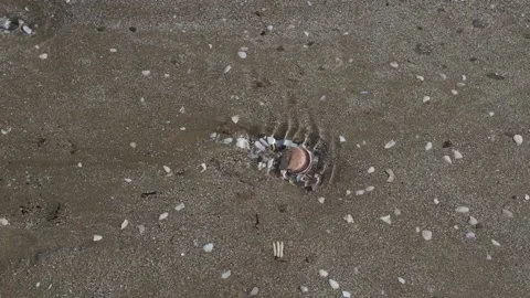 Sand the bottom of the shell flowing water Stock Footage 145953502