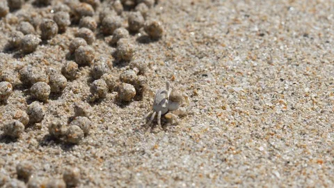 Sand bubble crab and balls of sand Video stock 123079196