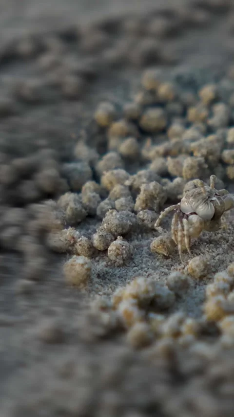 Sand Bubbler Crab Creating Balls on a Wet Beach Shoreline (Vertical). Stock Footage 323496522