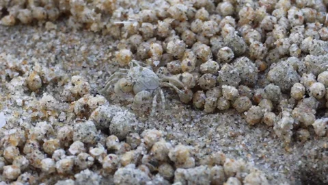 Sand Bubbler Crab Creating Sand Balls on Tropical Beach (filters organic mat Stock Footage 309067955