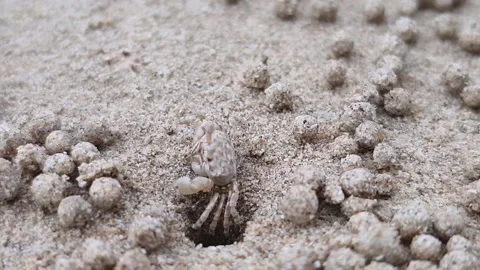 Sand bubbler crab Video stock 131291486