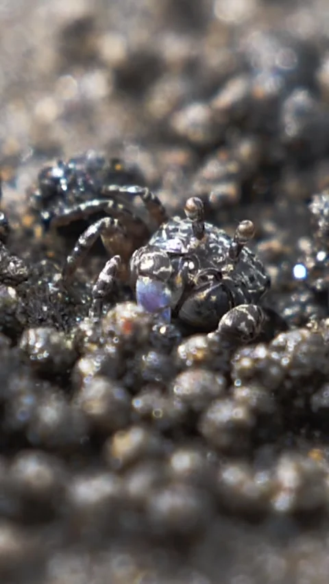 Sand bubbler crab Video stock 243277008